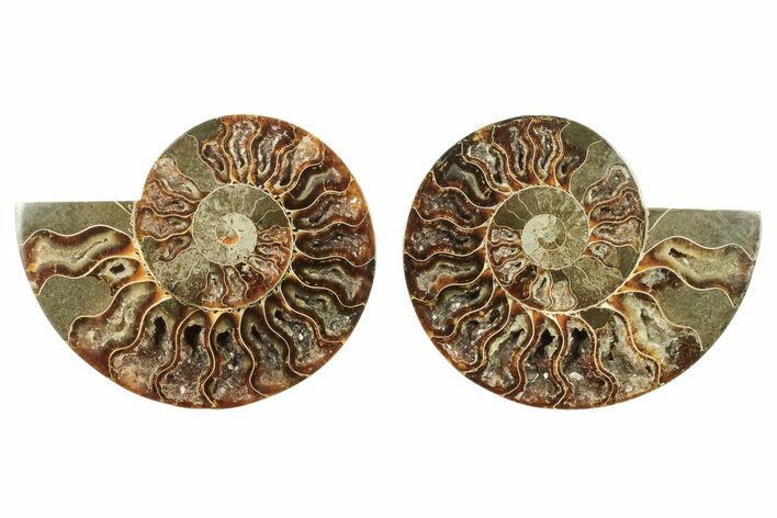 Cut & Polished, Agatized Ammonite Fossil - Crystal Pockets #266536